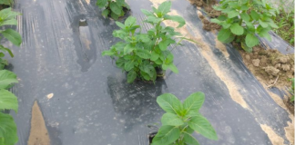Canh tác cây bạc hà trong nhà màng phục vụ việc chiết xuất tinh dầu cho hiệu quả cao