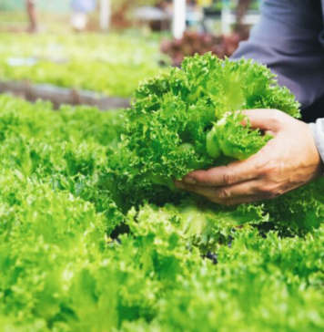 Chứng nhận GAP – Chuẩn mực lớn, cánh cửa nhỏ