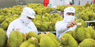 Gỡ “nút thắt” trong kiểm nghiệm để thúc đẩy xuất khẩu sầu riêng và nông sản