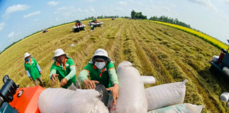 Gạo Việt duy trì lợi thế trên thị trường xuất khẩu