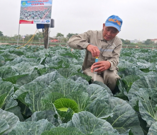 Bắp cải trồng theo kiểu Nhật Bản, nông dân không phải lo đầu ra