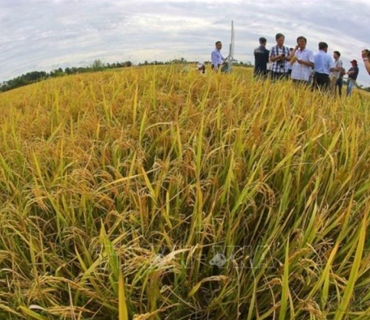 Dấu ấn của nông nghiệp, nông dân, nông thôn Việt Nam sau 40 năm đổi mới