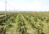 Nông dân có thu nhập ổn định khi tham gia hợp tác xã kiểu mới