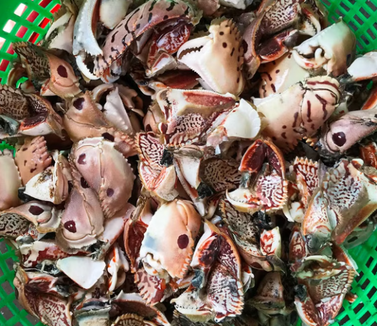 Bình Thuận: Mùa càng cúm núm-đặc sản ngon nức tiếng ở La Gi