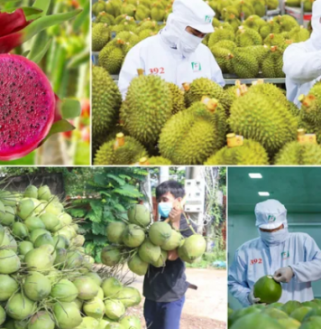 Những tín hiệu tích cực trên đường đua 10 tỷ USD của rau quả Việt