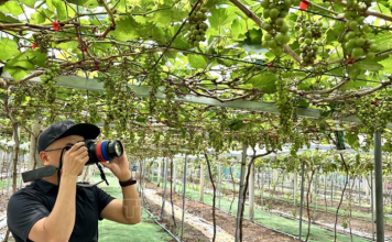 Phát triển đặc sản nho, tăng sức hút du lịch