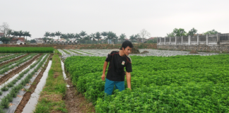 Chàng kỹ sư công nghệ sinh học về làm giàu từ cây bạc hà
