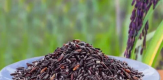 Giống lúa mì tím mở ra hướng nâng cao giá trị dinh dưỡng cho sản phẩm từ lúa mì