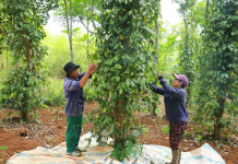 Giá trị kép từ sản xuất hồ tiêu hữu cơ