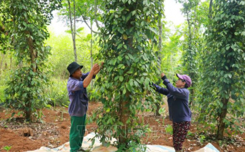 Giá trị kép từ sản xuất hồ tiêu hữu cơ