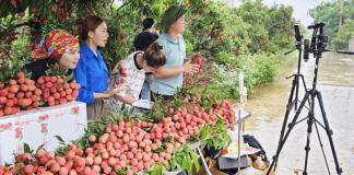 Thương mại điện tử mở đường mới cho chuỗi giá trị nông sản