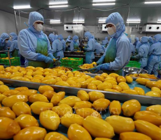 Thị trường Halal mở dư địa tăng trưởng mới cho doanh nghiệp Việt