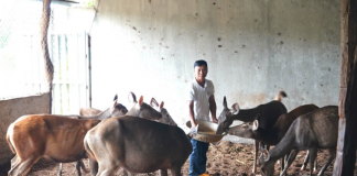 Nông dân Gia Lai làm giàu từ nhung hươu, nai sau thất bại cay đắng