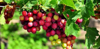 Đặc sản nổi tiếng của vùng đất Ninh Thuận