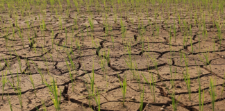 Sản xuất trồng trọt phía Nam chủ động ứng phó El Nino