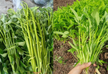 Loại rau 5.000 – 7.000 đồng/mớ ở Việt Nam, sang nước ngoài “đắt xắt ra miếng”