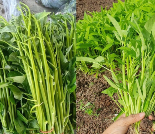 Loại rau 5.000 – 7.000 đồng/mớ ở Việt Nam, sang nước ngoài “đắt xắt ra miếng”