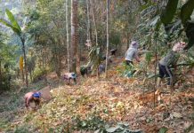Dưới tán rừng Tam Quang: Sa nhân tím vươn mình phát triển