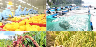 Xuất khẩu nông, lâm, thủy sản tăng hơn 10% so với cùng kỳ