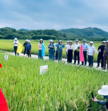 Xã Quỳ Hợp đánh giá đầu bờ giống lúa lai SYN18 đạt năng suất cao 2026