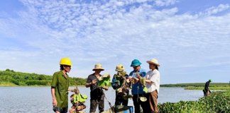 Quảng Trị: Chuyển đổi đất nông nghiệp kém hiệu quả sang trồng sen