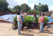 Gia Lai thúc đẩy mô hình trồng xen canh cây mắc ca trong vườn cà phê đáp ứng EUDR