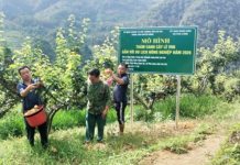 Vườn lê VH6 vào mùa quả ngọt: Mở hướng phát triển du lịch nông nghiệp ở Pha Long