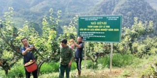 Vườn lê VH6 vào mùa quả ngọt: Mở hướng phát triển du lịch nông nghiệp ở Pha Long