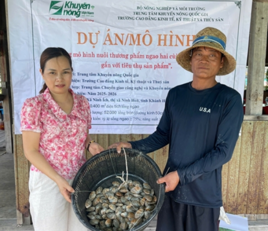 Phát triển mô hình nuôi thương phẩm ngao hai cùi thích ứng với biến đổi khí hậu