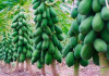 Trồng đu đủ tại Mexico: Giải pháp canh tác thông minh đáp ứng nhu cầu thị trường xuất khẩu