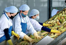 Cục Hải quan yêu cầu ưu tiên thông quan nông sản xuất khẩu trong ngày