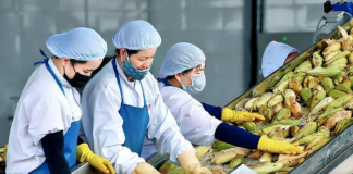 Cục Hải quan yêu cầu ưu tiên thông quan nông sản xuất khẩu trong ngày