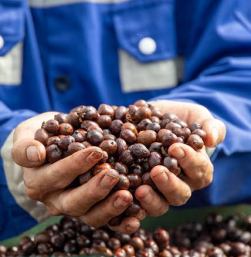 Giá gạo và cà phê tiếp tục tăng mạnh