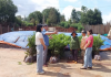 Gia Lai thúc đẩy mô hình trồng xen canh cây mắc ca trong vườn cà phê đáp ứng EUDR