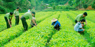 Xử lý nghiêm vi phạm trong buôn bán giống cây trồng giả