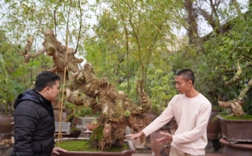Nghệ nhân trẻ và tương lai phát triển của ngành Bonsai tre tại Việt Nam