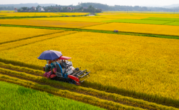 Động lực mới để nâng sức cạnh tranh cho nông sản Việt