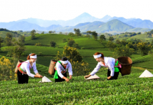 Phát triển sản phẩm OCOP gắn kết với du lịch – hướng đi gia tăng giá trị và hiệu quả địa phương