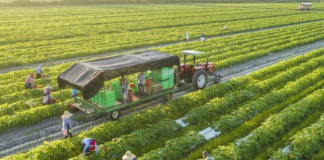 Từ cánh đồng đến tương lai: Trí tuệ nhân tạo có thể thay đổi ngành nông nghiệp ra sao
