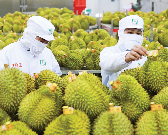 Xuất khẩu sầu riêng tăng tốc, có thể thu gần 1 tỷ USD mỗi tháng