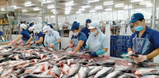 Xuất khẩu thủy sản chững lại, ba kịch bản cho năm 2026