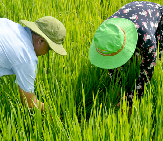Chủ động ứng phó với tình hình mưa lớn và sinh vật gây hại cây trồng