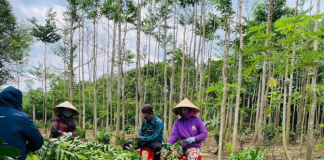 Trà Trầm Hương Tiên Việt: Giải pháp tự nhiên cho giấc ngủ ngon và sức khỏe