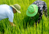 Chủ động ứng phó với tình hình mưa lớn và sinh vật gây hại cây trồng