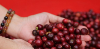 Triển vọng nguồn cung cà phê toàn cầu