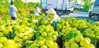 Xử lý nghiêm gian lận mã số vùng trồng, cơ sở đóng gói