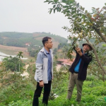 Trồng ổi Bo Đài Loan hướng hữu cơ cho thu nhập ổn định