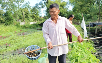 Nuôi ốc bươu đen trên ruộng trũng: Đơn giản mà hiệu quả