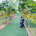 Trồng nho cao cấp cho thu nhập khủng