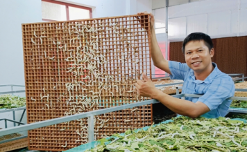 Nuôi tằm trong phòng điều hòa, hiệu quả kinh tế vượt trội